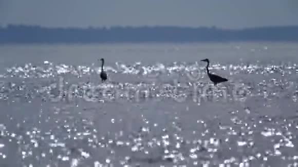 鹭鸟沿着一条大河的浅水缓慢地走着海伦猎鱼视频的预览图