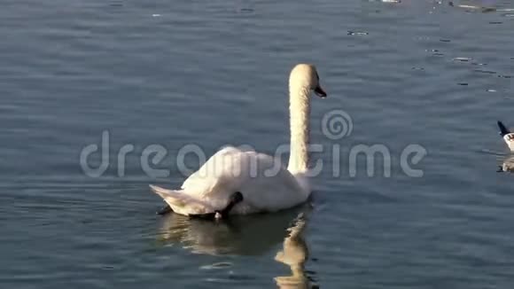 池塘边的白天鹅视频的预览图