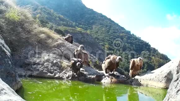 狮鹫在山上洗澡视频的预览图