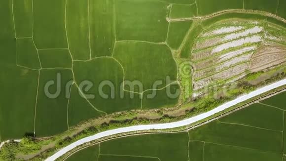 农业田景绿化种植在村里的稻田里飞来了一架无人机农业和视频的预览图