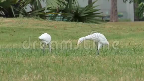 一些白鹭在田里觅食视频的预览图