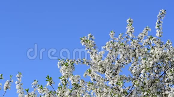 蓝天背景下樱花真色近景视频的预览图