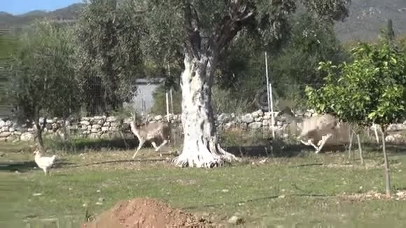 鹿在田野里奔跑视频的预览图