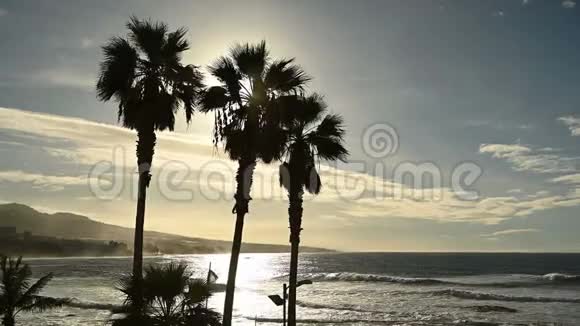 日落时分棕榈树在海边的风中摇曳视频的预览图