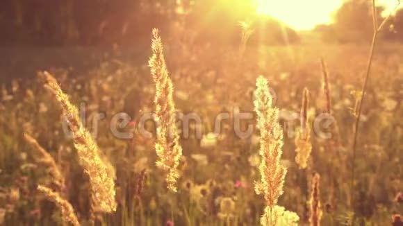草在神奇的阳光下花田视频的预览图