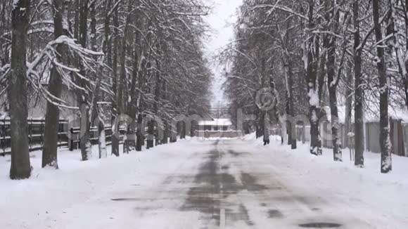 树木生长的冬季道路背景复制空间慢潮户外视频的预览图