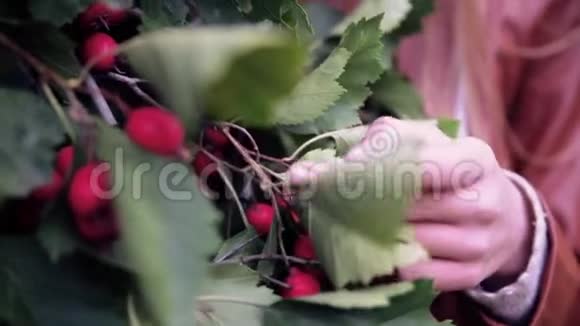 女孩手触摸红色的浆果视频的预览图
