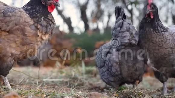 一群自由活动的母鸡在农家草地上吃谷物和玉米视频的预览图