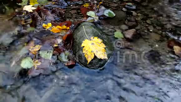 在水里的叶子视频的预览图