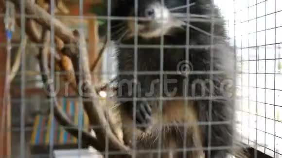 浣熊在接触动物园毛茸茸的普鲁扬视频的预览图