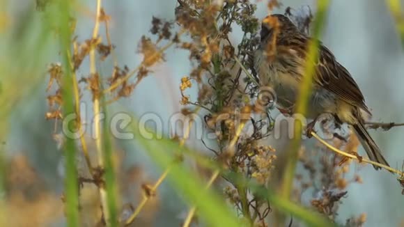 雌鸟芦苇在芦苇丛中栖息吃植物种子视频的预览图