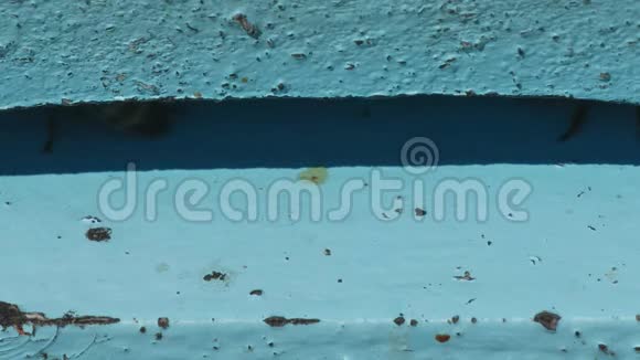 家蜂在蜂巢入口飞近影像视频的预览图