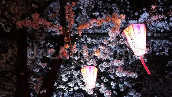 日本东京梅格罗河樱花夜晚有灯光和灯笼的樱花视频的预览图