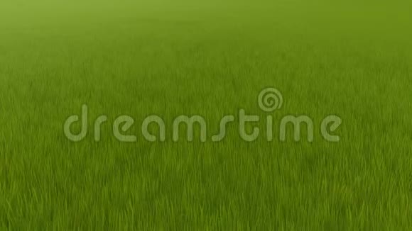 麦田日出绿色草地夏季景观视频的预览图