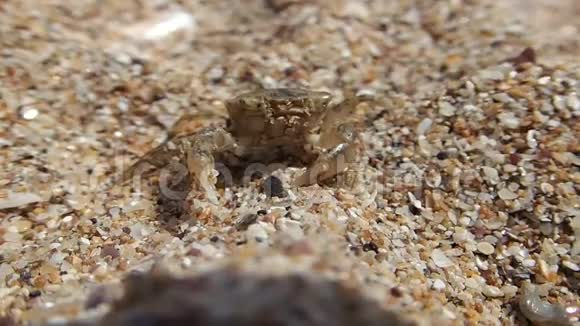小螃蟹在沙滩上视频的预览图