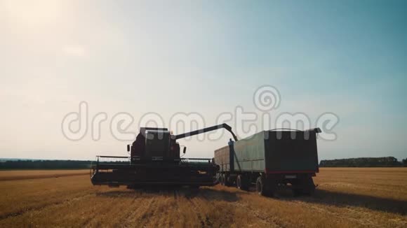 收割机把谷物倒入田间的卡车里将刚收获的小麦倒入一台脱粒机视频的预览图