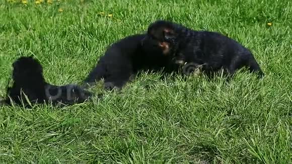 特写三只黑色小德国牧羊犬视频的预览图