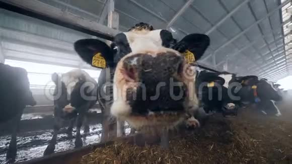 农场里有趣的奶牛看着镜头关门视频的预览图