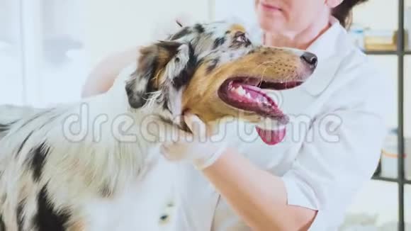 在兽医诊所检查检查狗耳朵宠物概念视频的预览图