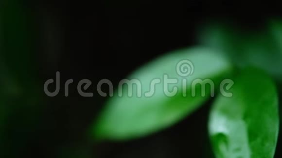 绿野水梅叶的水滴视频的预览图