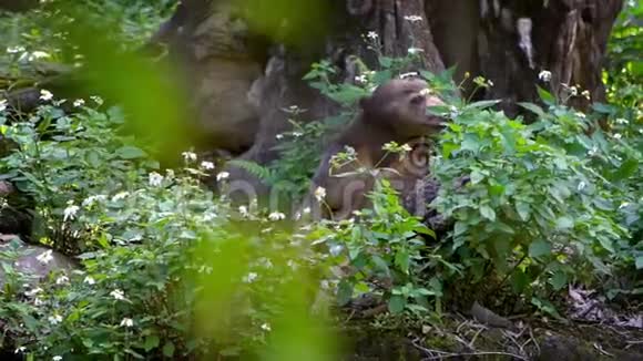 亚洲的太阳熊在动物园的树林间展示了它强大的下巴视频的预览图