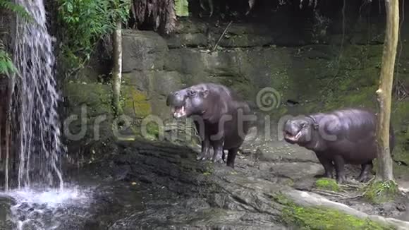 俾格米河马的慢动作张开嘴标志着它的侵略性动物园视频的预览图