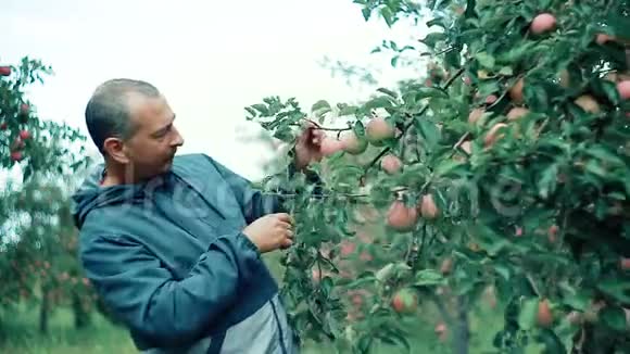 苹果园里一个快乐的农夫正在检查他的红苹果收成视频的预览图