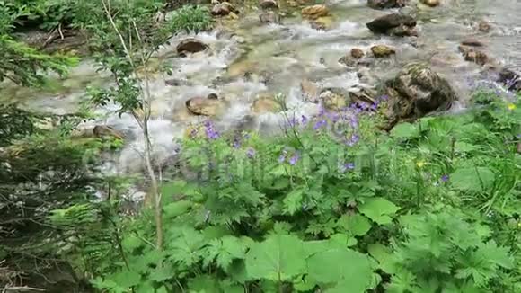 克鲁姆巴奇溪流流经齐勒塔尔山谷的奥地利阿尔卑斯山高视频的预览图