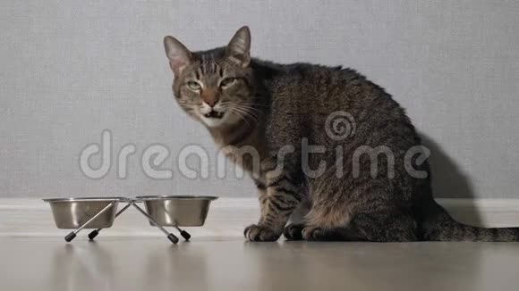 漂亮的猫坐在食物碗旁边放在地板上吃东西视频的预览图