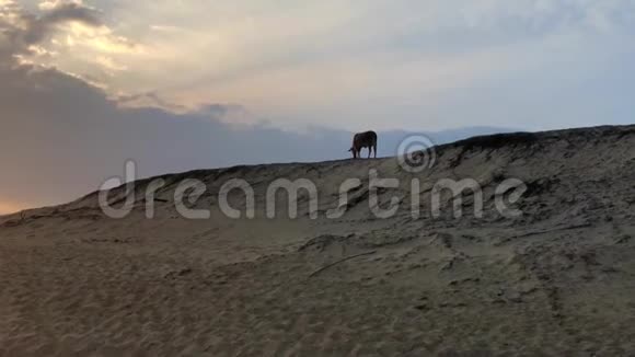 日落时分奶牛在沙丘上行走斯里兰卡亚拉国家公园视频的预览图