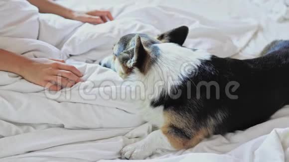 有趣可爱好玩的三色威尔士科尔吉狗躺在床上早上视频的预览图