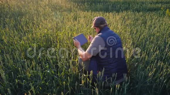 一位男性农民正在研究小麦穗使用平板电脑农业综合企业技术视频的预览图