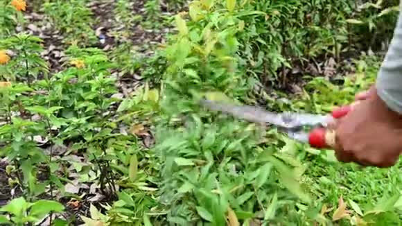 4一位园丁在夏天的花园里用剪刀剪树丛视频的预览图