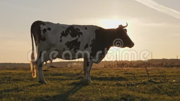奶牛在农村美丽的夕阳在背景视频的预览图