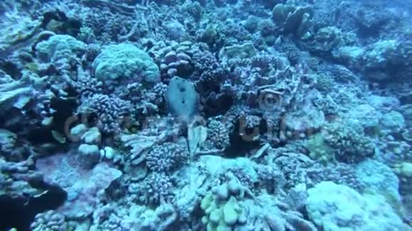 海底世界的珊瑚礁和热带鱼类潜水和浮潜自然环境条件温暖的海洋视频的预览图