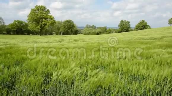 大麦地视频的预览图
