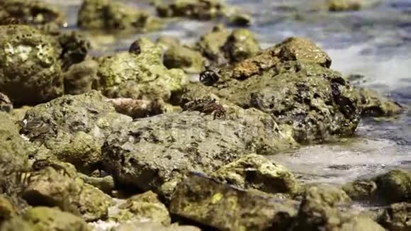 马尔代夫本土螃蟹在岩石和印度洋慢镜头视频的预览图