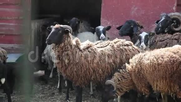农场里的羊群视频的预览图