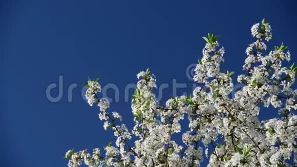 蓝天背景下樱花的高对比度近景视频的预览图