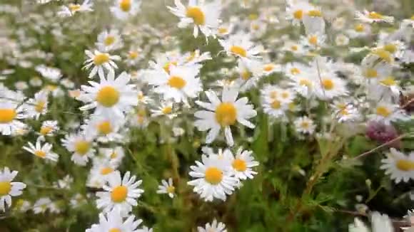 田野里的雏菊随风摇摆美丽的夏日晴天所有在白色雏菊中的田野视频的预览图