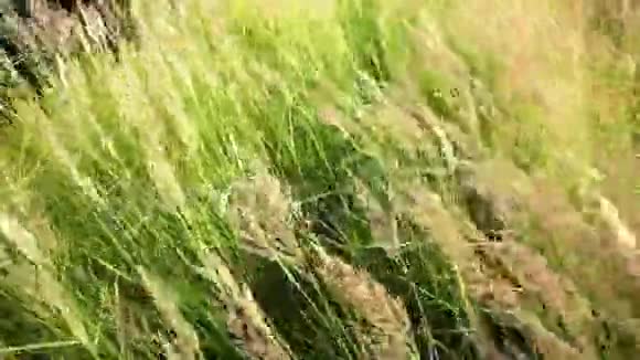 草地上的草在风的作用下摇曳阳光明媚的夏日视频的预览图