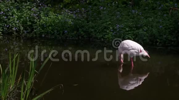 慢动作更大的火烈鸟在水上寻找食物蔷薇隐翅目视频的预览图
