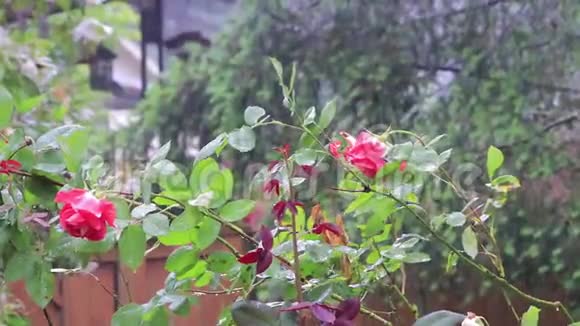 粉红色的玫瑰挂着雨和天气视频的预览图