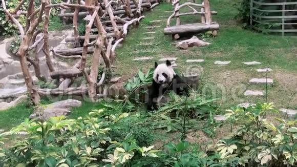 关闭一个可爱的大熊猫吃竹子动物园视频的预览图