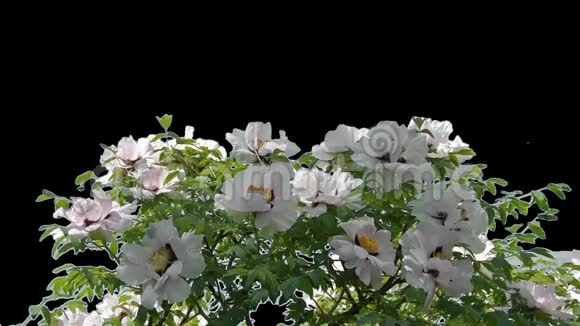 阿尔法通道花木透明背景视频的预览图