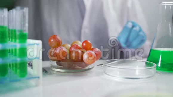 在实验室进行葡萄果实实验视频的预览图