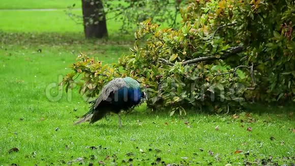 印度孔雀在自然环境中放牧吃昆虫视频的预览图