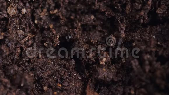 种植辣椒种子掉进土壤中的洞里视频的预览图