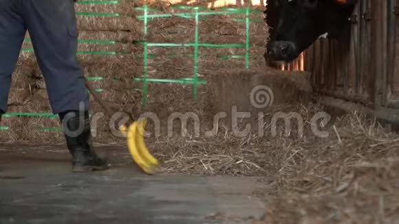 奶牛场的缓慢运动清洁一个现代的马厩而奶牛正在吃视频的预览图