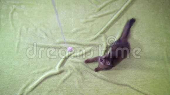索马里小猫跳上镜头慢动作视频的预览图